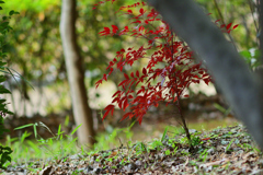 近所の公園にて③