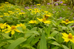 セセリチョウを