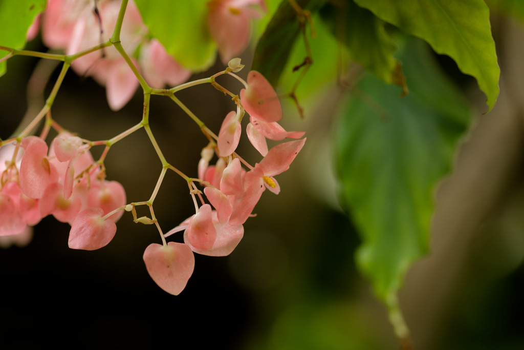 花⑦