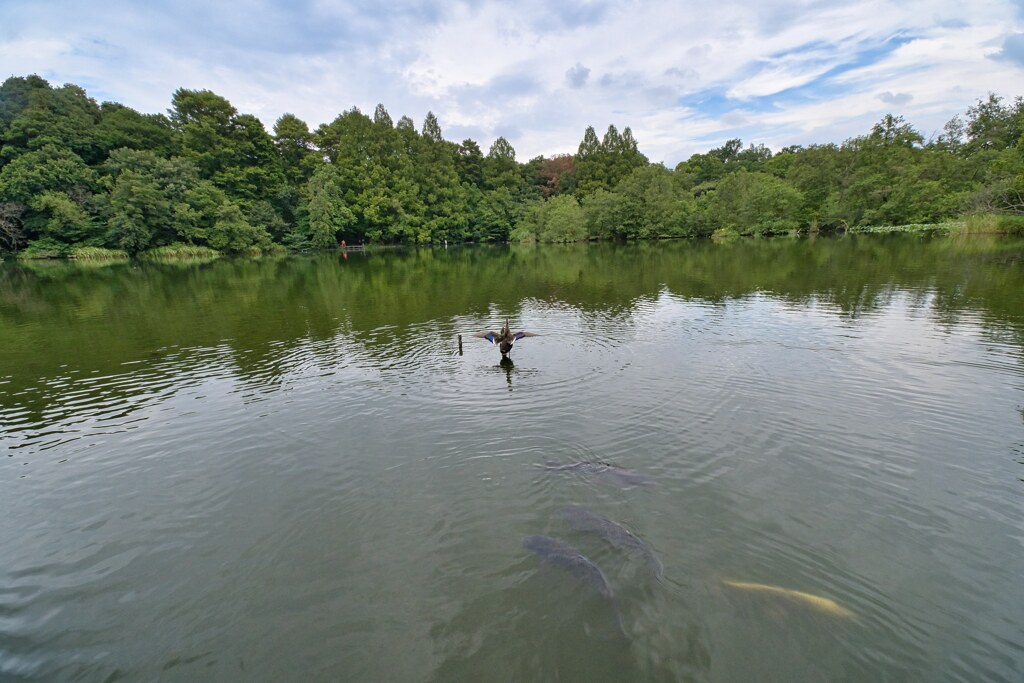 もしかして恋かも