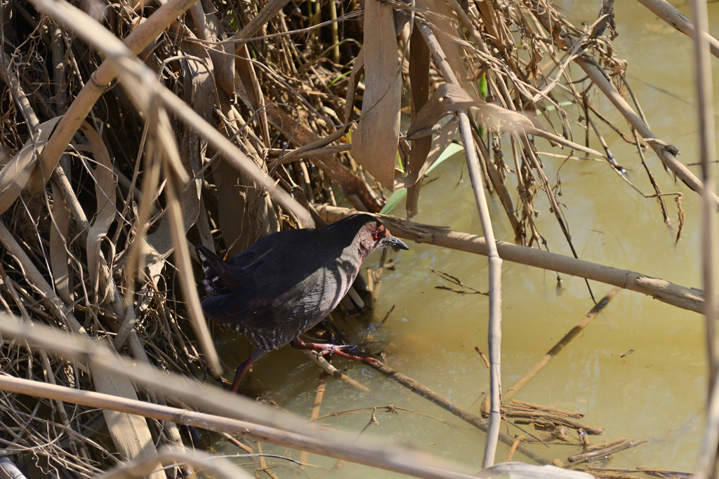橋の上から接近