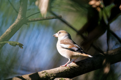 嘴に土が付いている