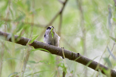 タリアテッレ　ジェノベーゼ①