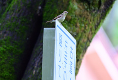 かわいい道案内人