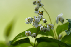花72