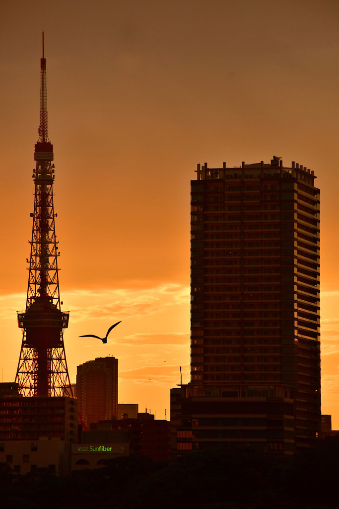 東京タワー　ユリカモメと②