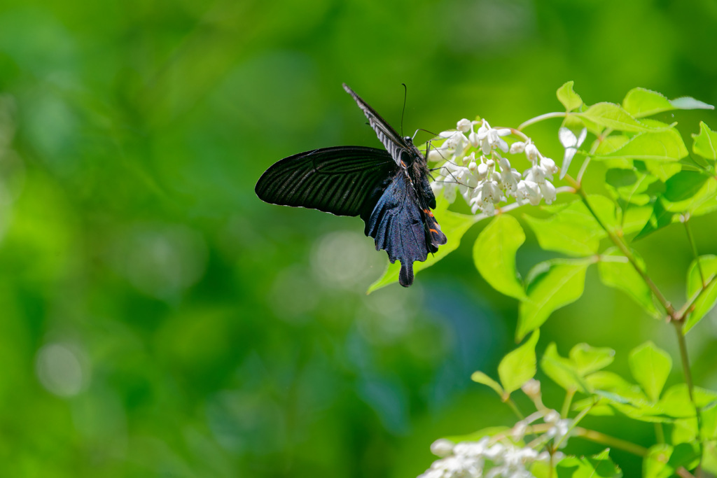 山で人気の白い花①