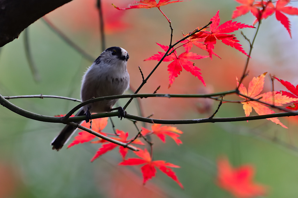 紅葉②