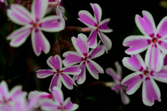 近くの公園の花壇に咲く