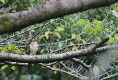 すました顔がかわいいな