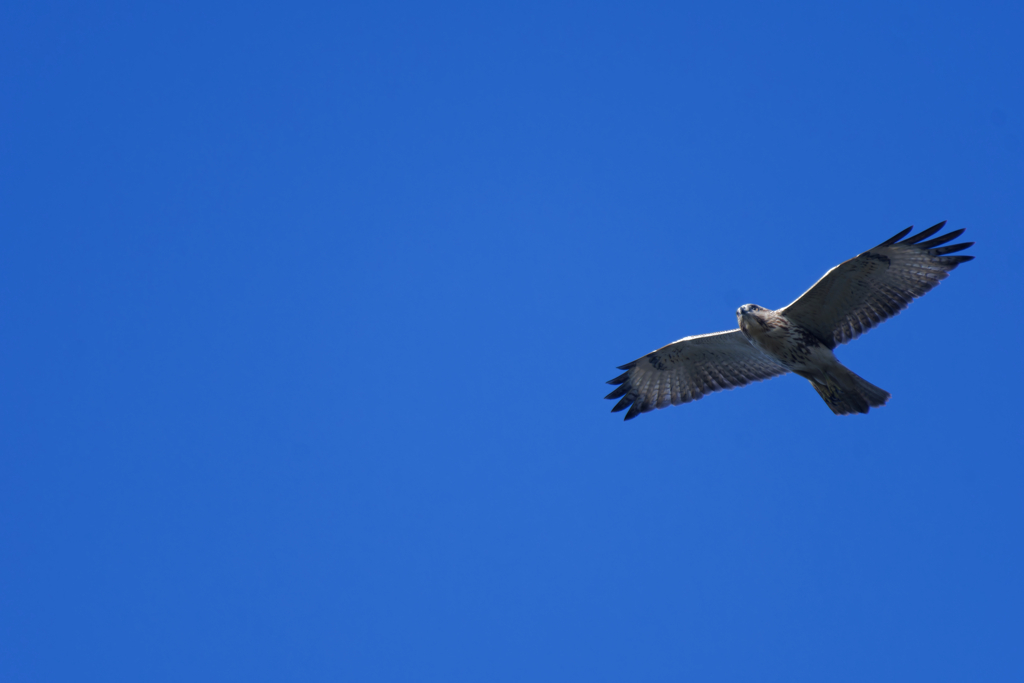 滑空