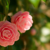 花42