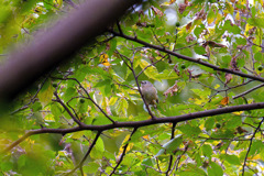 リアルちいかわ1