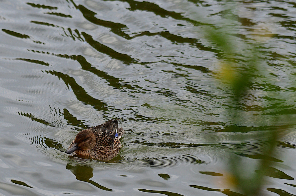 自習の時間、先生がいなくなると②