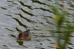 自習の時間、先生がいなくなると②