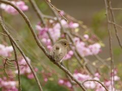 変わっていない鳥の趣味②