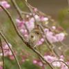 変わっていない鳥の趣味②