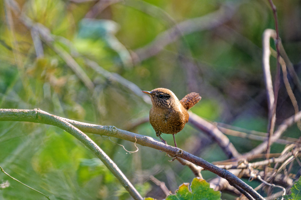リアルちいかわ6