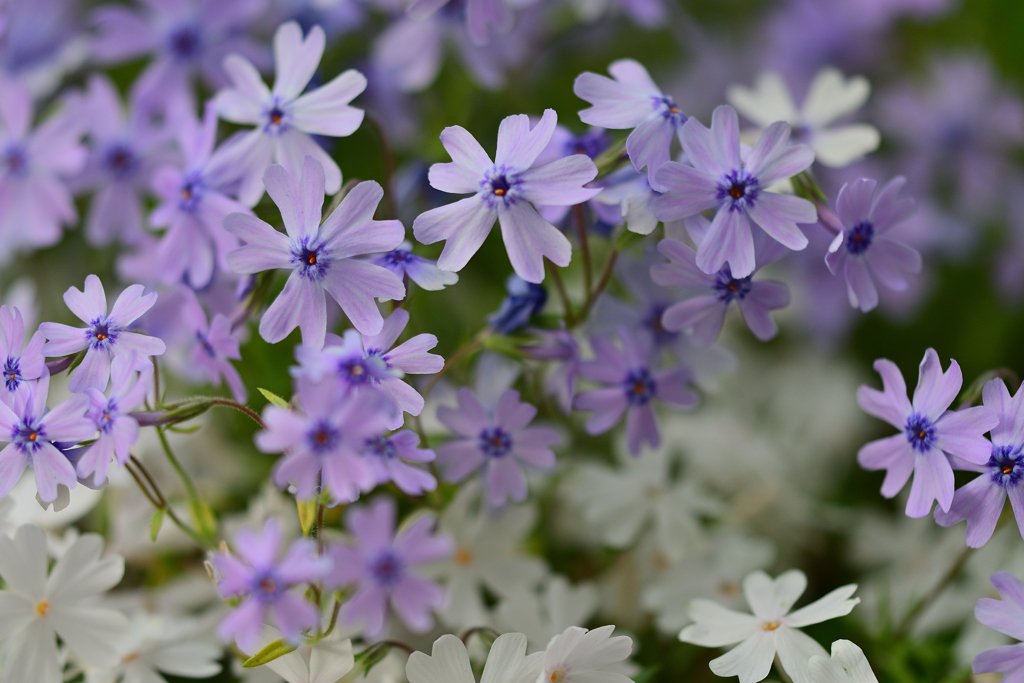 花はピカピカの③
