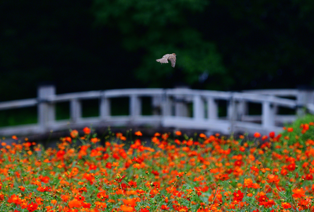キバナコスモスと③