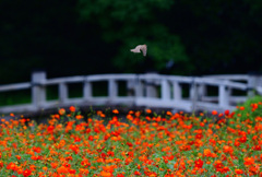 キバナコスモスと③