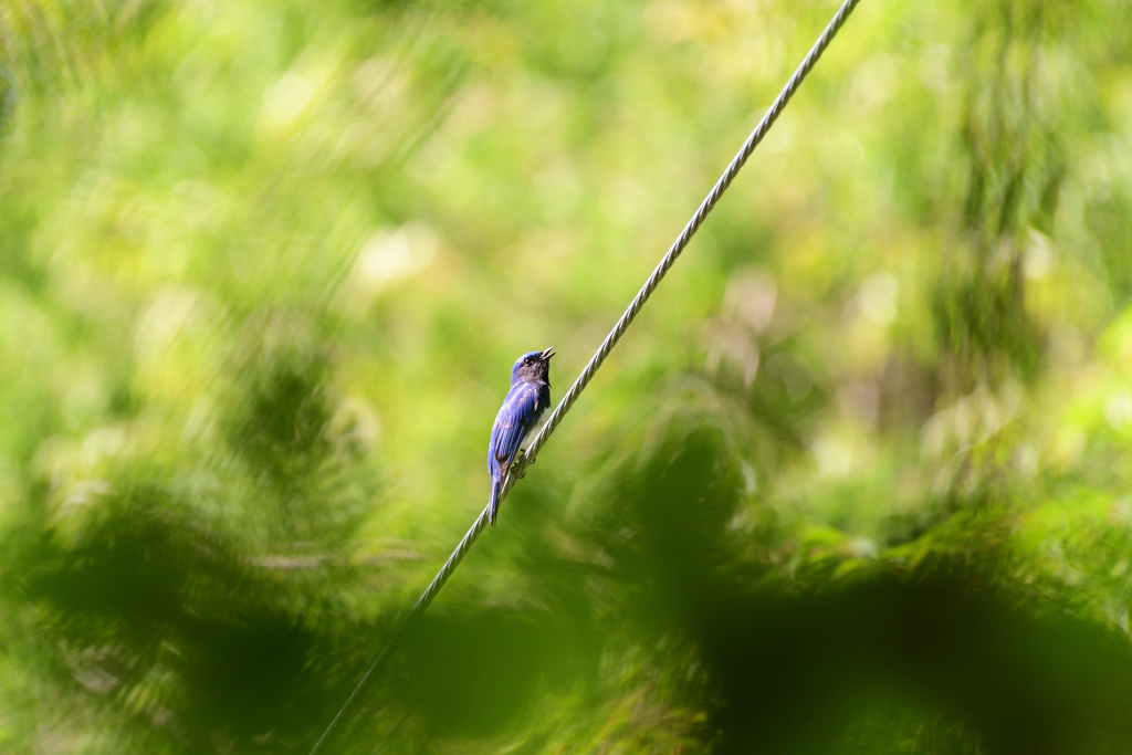 古いアルバムの中に⑤