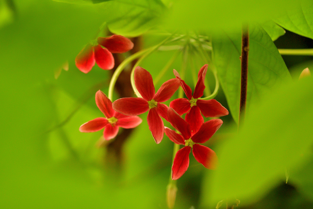 花より茎