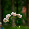 薔薇