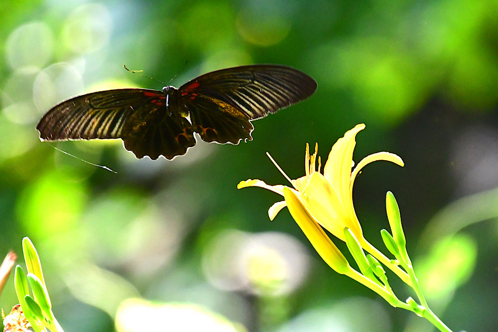 蜜吸いたいのでそこのいて