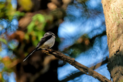 一瞬近くに降りてくれた鳥2