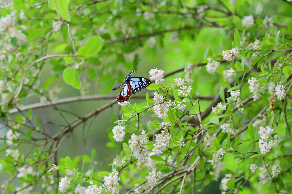 イボタノキの花食堂①