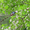 イボタノキの花食堂①