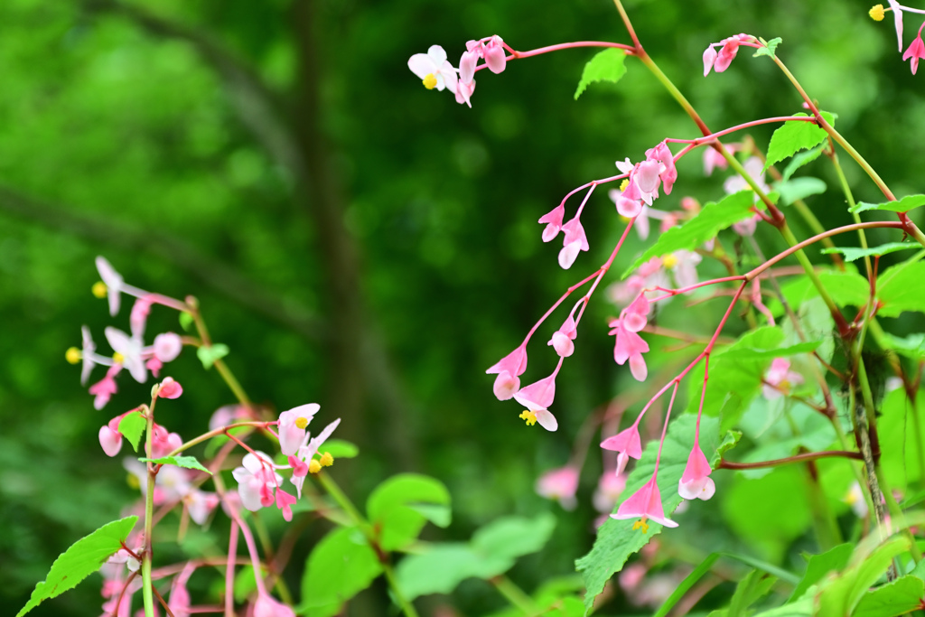 シュウカイドウ①