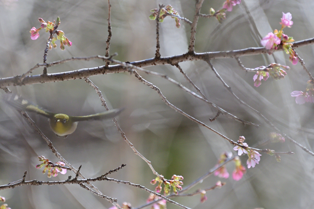 河津桜にはしゃぐメジロさん