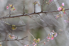 河津桜にはしゃぐメジロさん