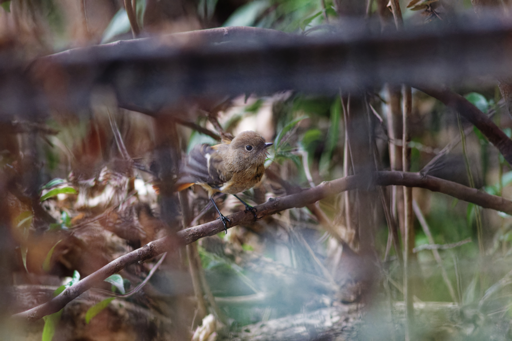 フェンスの向こう側②
