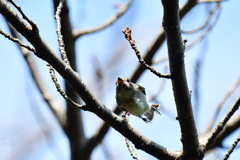 飛んでる虫に飛びつく
