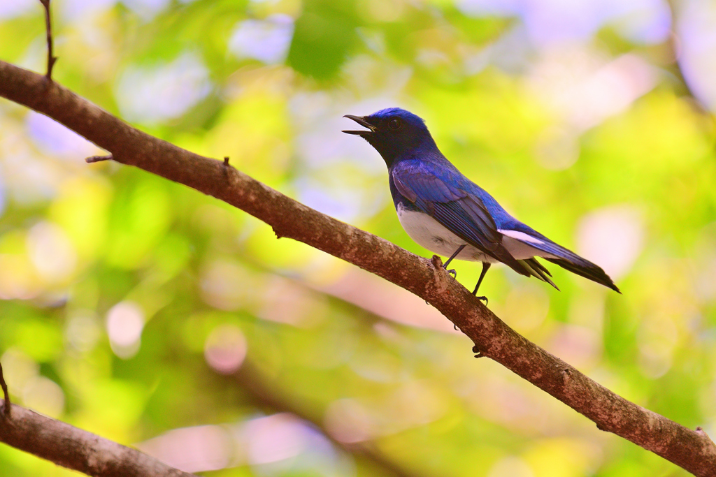 BLUEBIRD①