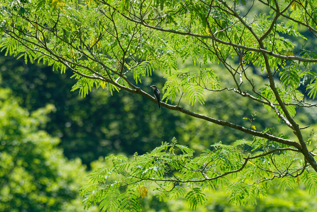 サンショウクイのいる風景