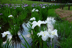 HDDは鳥だらけ⑨