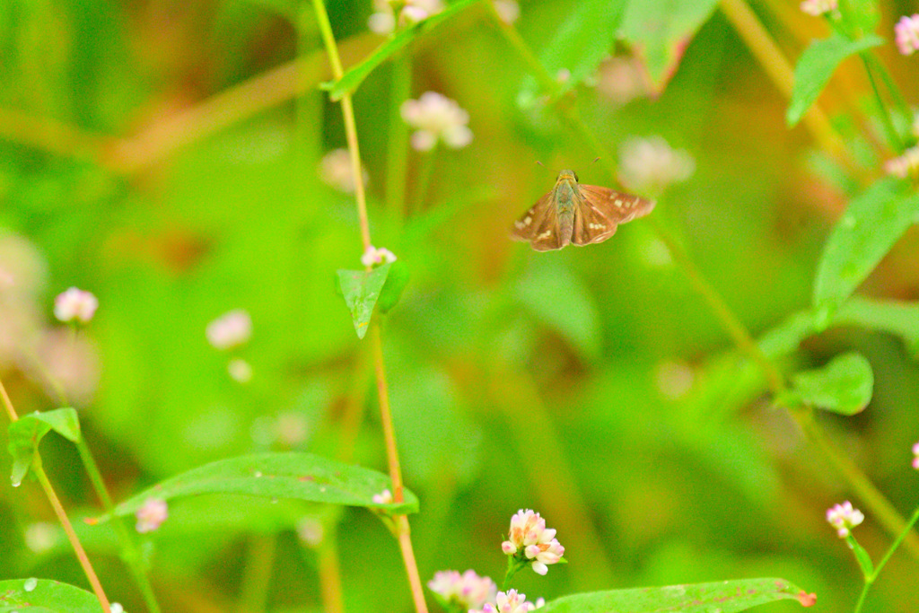 この森の人気者③