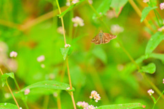 この森の人気者③