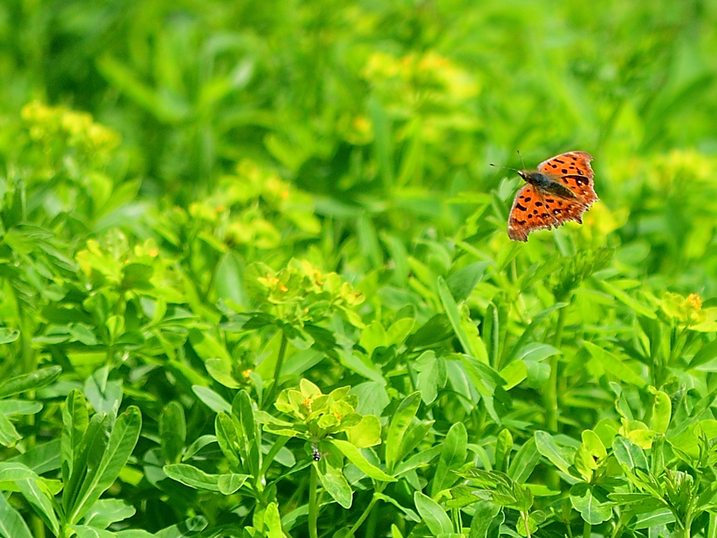 天気がいいなぁ②