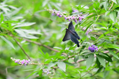 梅雨の合間に②