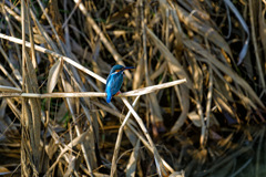 久しぶりの青い鳥