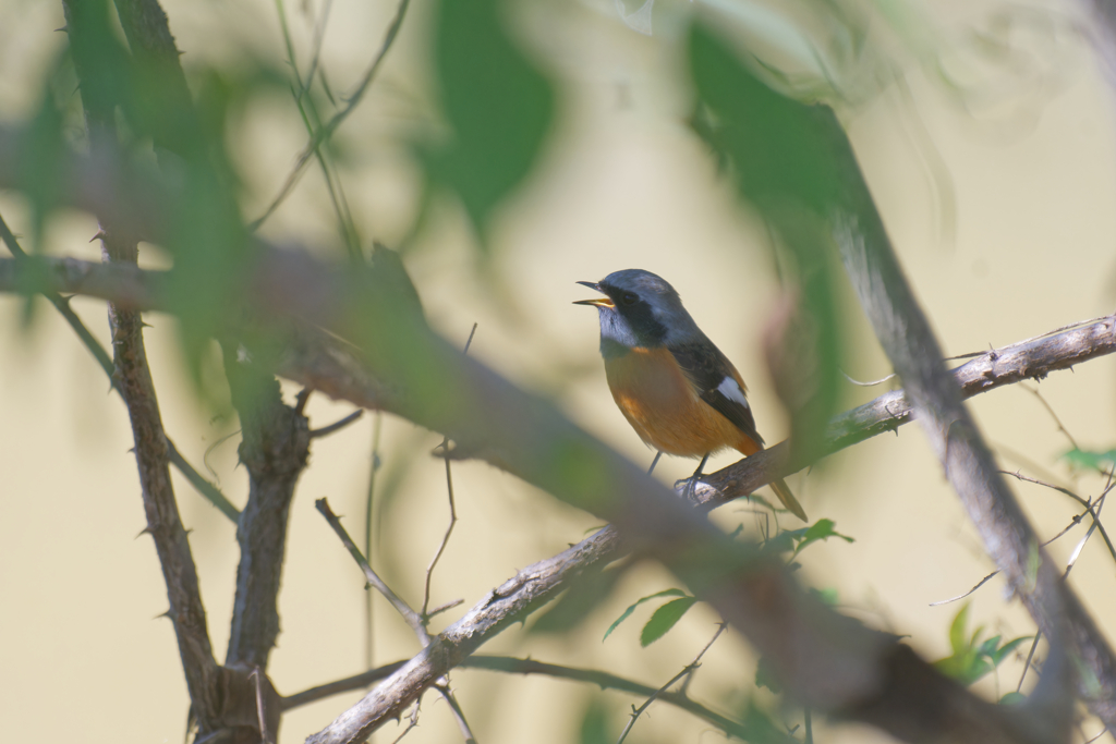 おかえりなさい