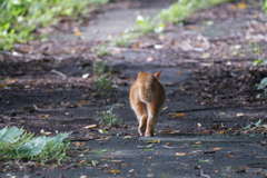 のらりくらりノラ