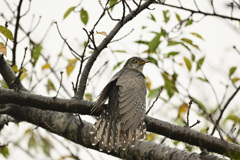 初めての出会い