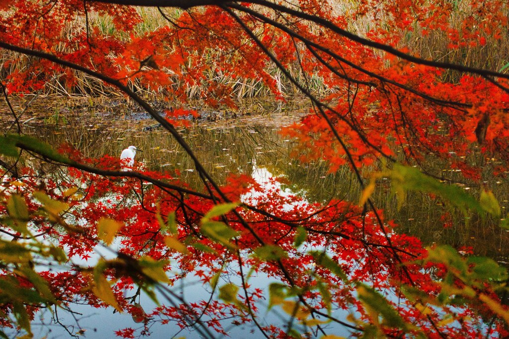 公園の秋⑫