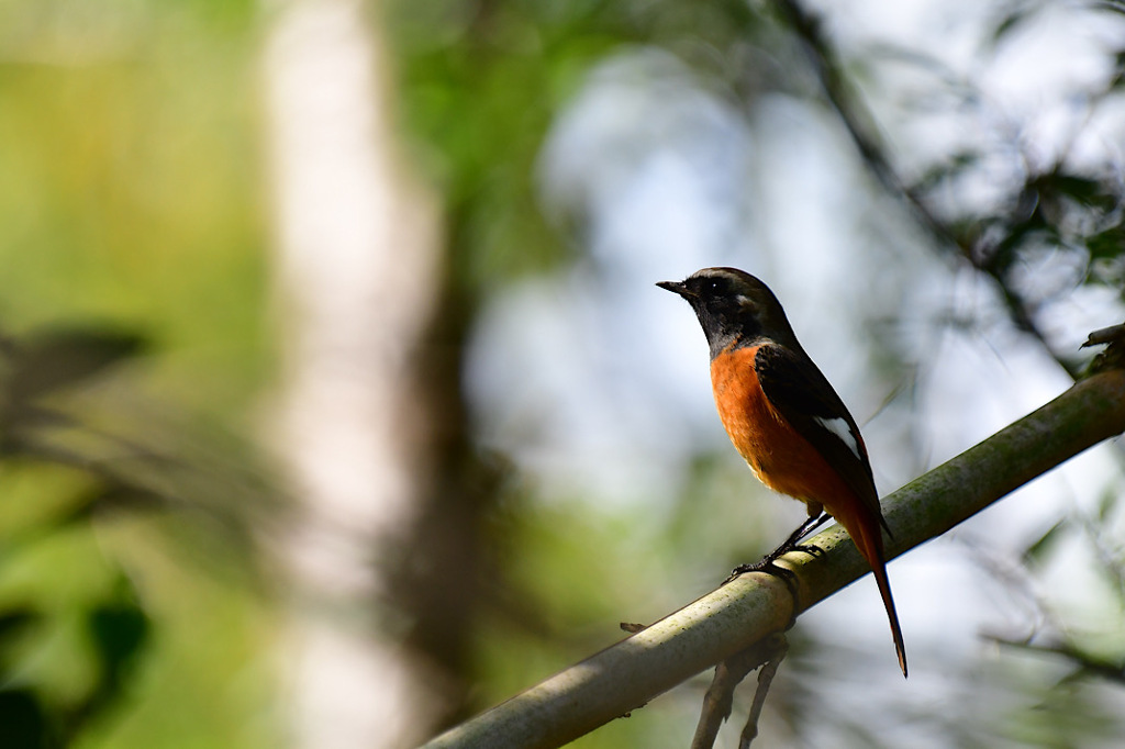 ３週間ぶりの探鳥①